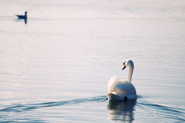 Swan at Watermead Country Park in Leicestershire