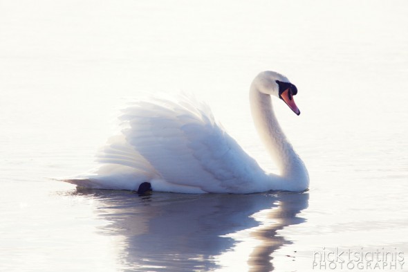 Swan at Watermead Country Park, Leicester