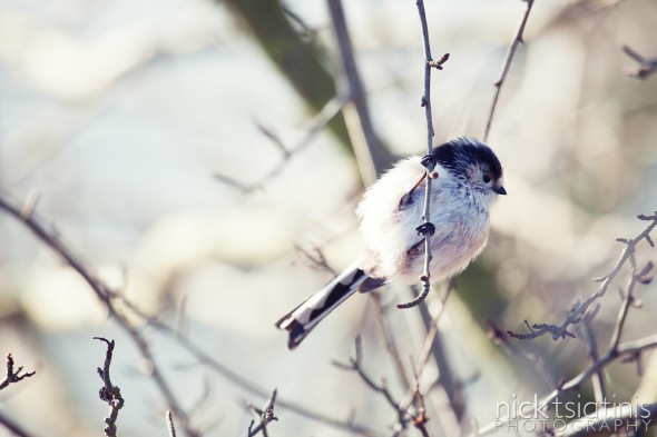 Long-tailed tit at Watermead Country Park